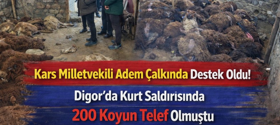 Kars Milletvekili Adem Çalkında Destek Oldu! Digor’da Kurt Saldırısında 200 Koyun Telef Olmuştu