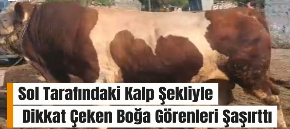 Sol Tarafındaki Kalp Şekliyle Dikkat Çeken Boğa Görenleri Şaşırttı: Kars'ın Digor İlçesinden İstanbul’a Kurbanlık Olarak Gönderildi