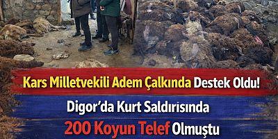 Kars Milletvekili Adem Çalkında Destek Oldu! Digor’da Kurt Saldırısında 200 Koyun Telef Olmuştu