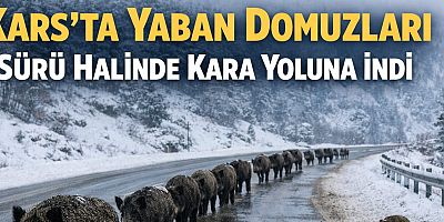 Kars’ta yaban domuzları sürü halinde kara yoluna indi