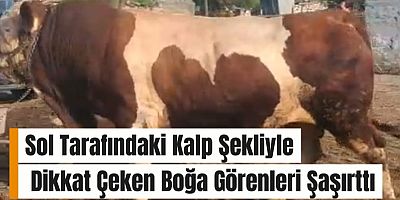 Sol Tarafındaki Kalp Şekliyle Dikkat Çeken Boğa Görenleri Şaşırttı: Kars'ın Digor İlçesinden İstanbul’a Kurbanlık Olarak Gönderildi