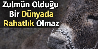 Zulmün Olduğu Bir Dünyada Rahatlık Olmaz